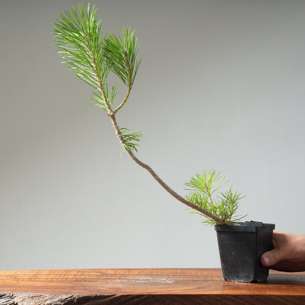 Japanese Black Pine 424 - Bonsaify