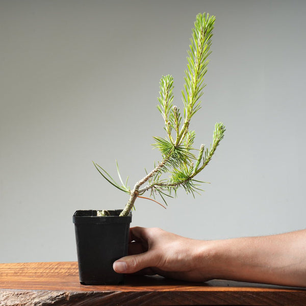 Japanese Black Pine 425 - Bonsaify