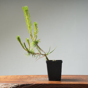Japanese Black Pine 425 - Bonsaify