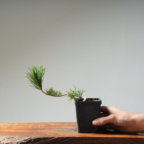 Japanese Black Pine 426 - Bonsaify