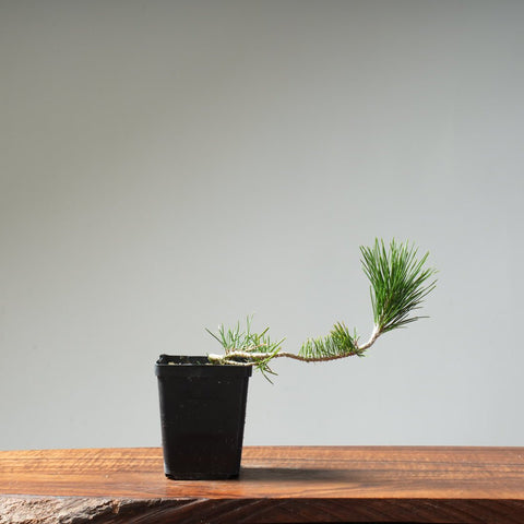 Japanese Black Pine 426 - Bonsaify