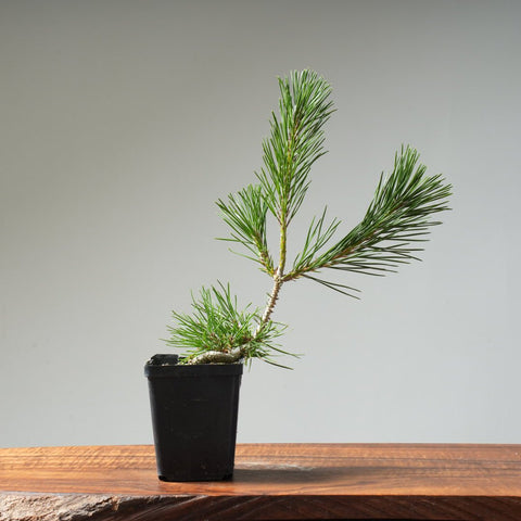 Japanese Black Pine 427 - Bonsaify
