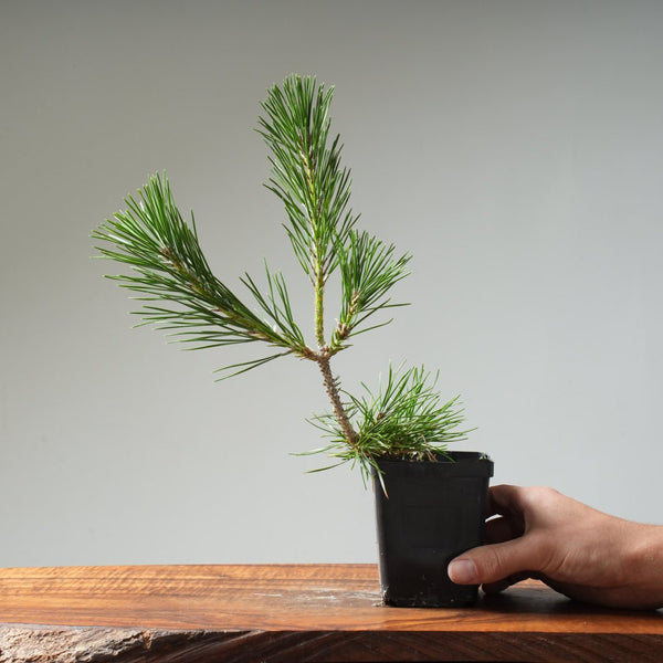Japanese Black Pine 427 - Bonsaify