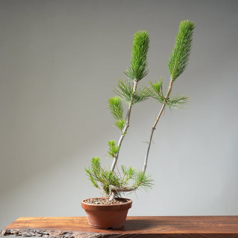 Japanese Black Pine 456 - Bonsaify