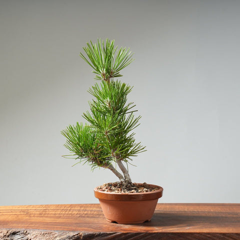Japanese Black Pine 464 - Bonsaify