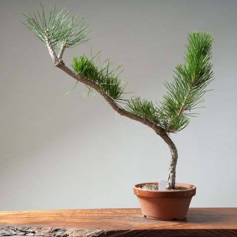 Japanese Black Pine 465 - Bonsaify