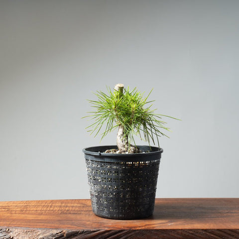 Japanese Black Pine 473 - Bonsaify