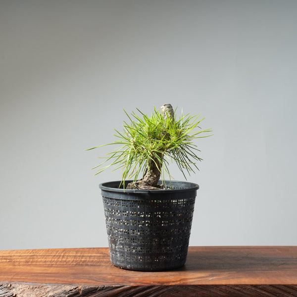 Japanese Black Pine 473 - Bonsaify