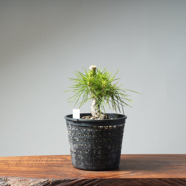 Japanese Black Pine 473 - Bonsaify