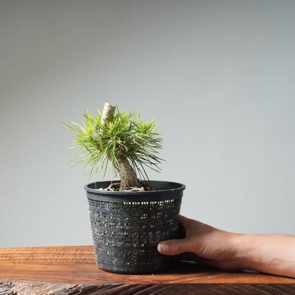 Japanese Black Pine 473 - Bonsaify