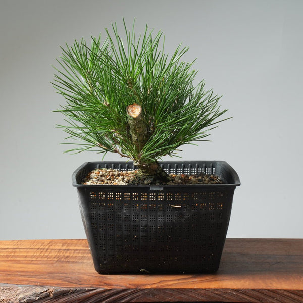 Japanese Black Pine 573 - Bonsaify