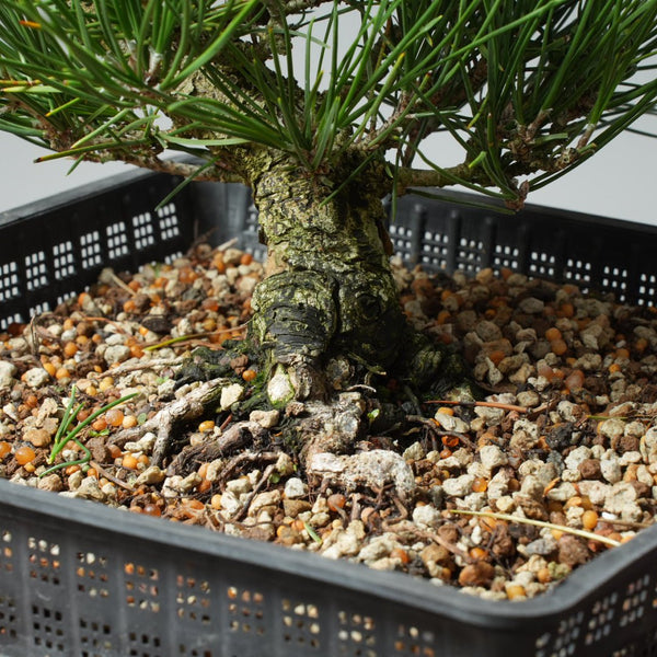 Japanese Black Pine 573 - Bonsaify