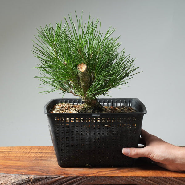 Japanese Black Pine 573 - Bonsaify