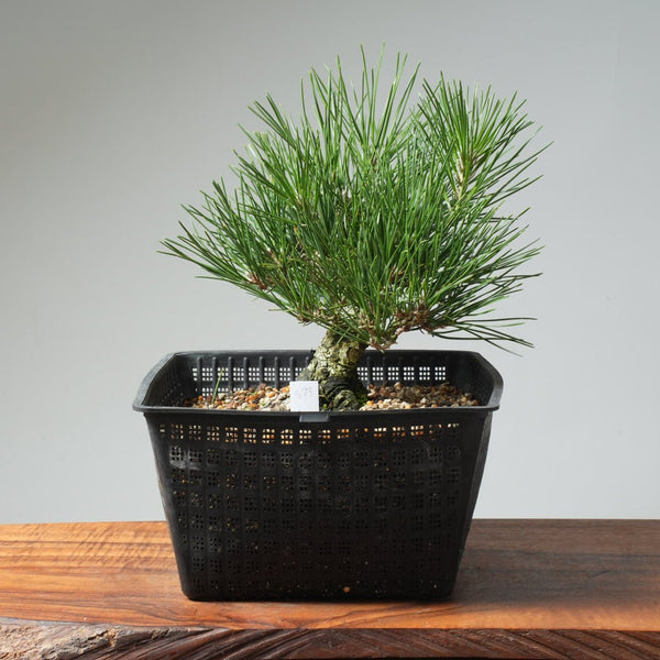 Japanese Black Pine 573 - Bonsaify