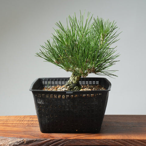 Japanese Black Pine 573 - Bonsaify