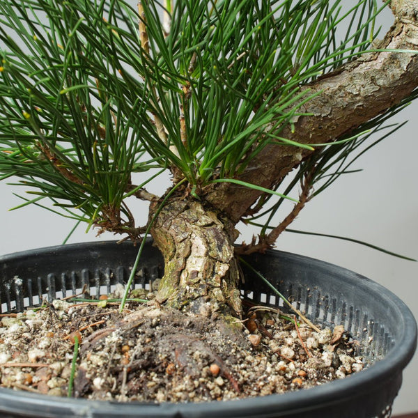 Japanese Black Pine 575 - Bonsaify