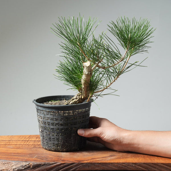 Japanese Black Pine 575 - Bonsaify