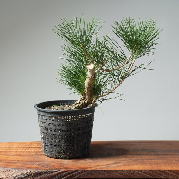 Japanese Black Pine 575 - Bonsaify