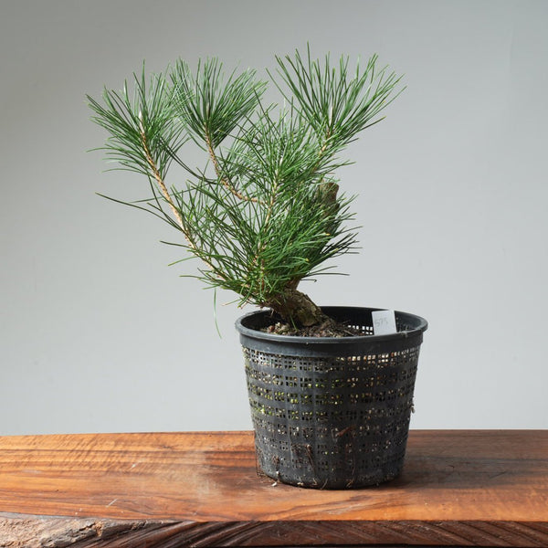 Japanese Black Pine 575 - Bonsaify