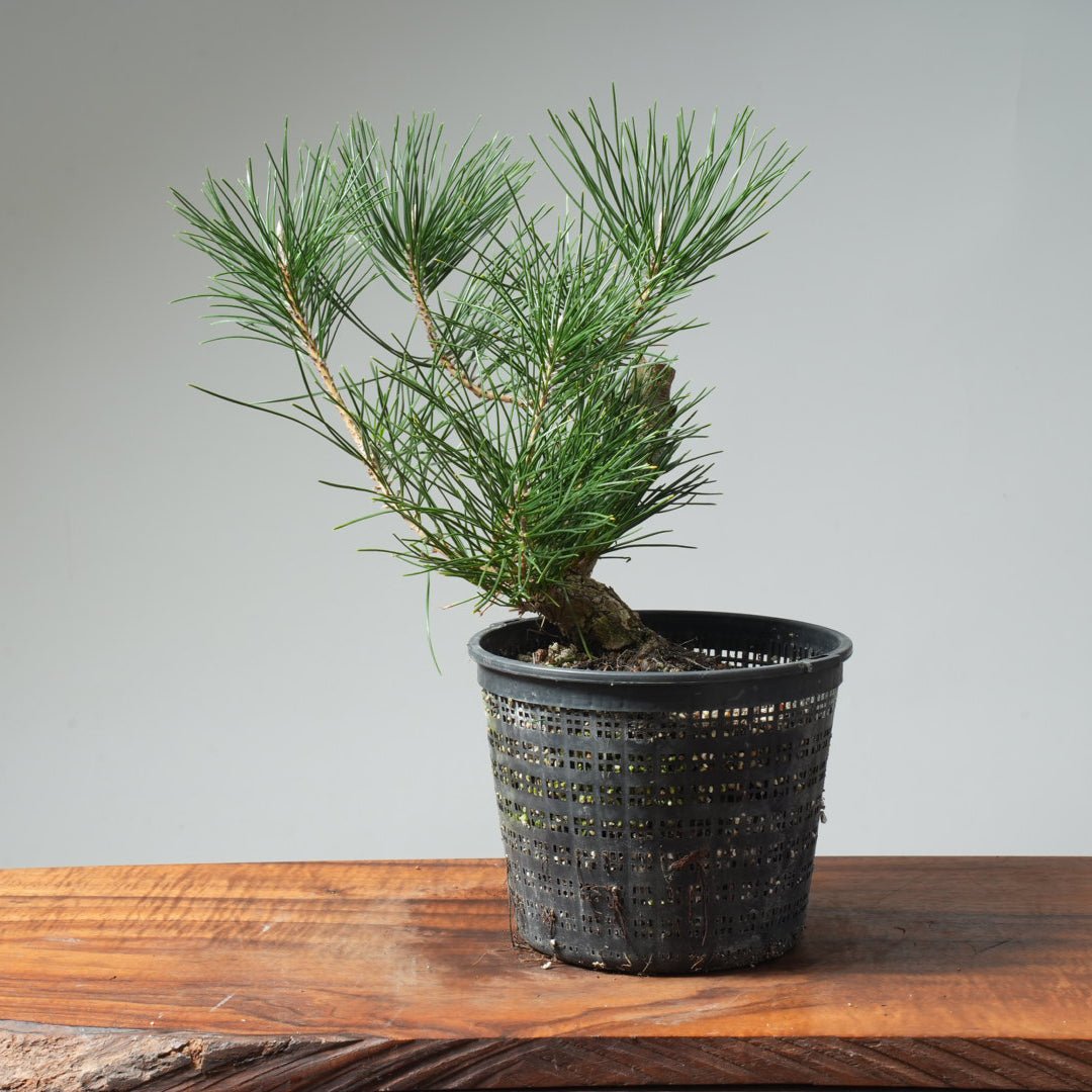 Japanese Black Pine 575 - Bonsaify