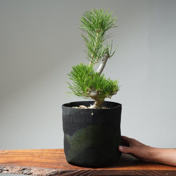 Japanese Black Pine 578 - Bonsaify
