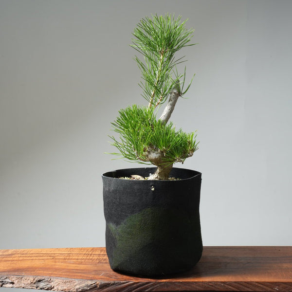 Japanese Black Pine 578 - Bonsaify