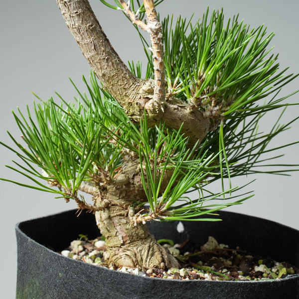 Japanese Black Pine 578 - Bonsaify