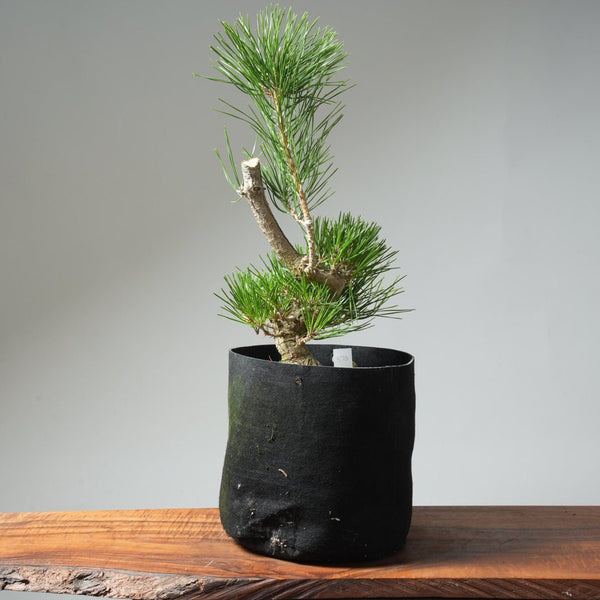 Japanese Black Pine 578 - Bonsaify
