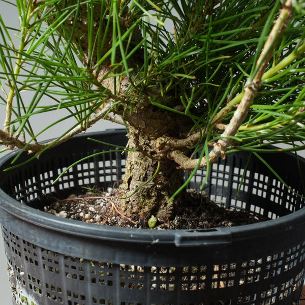 Japanese Black Pine 579 - Bonsaify