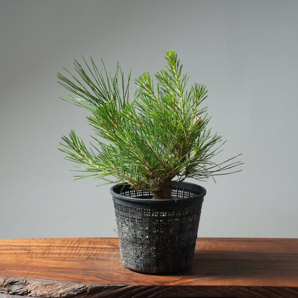 Japanese Black Pine 579 - Bonsaify