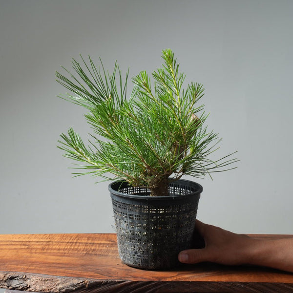 Japanese Black Pine 579 - Bonsaify