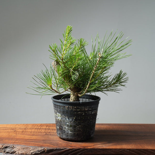 Japanese Black Pine 579 - Bonsaify