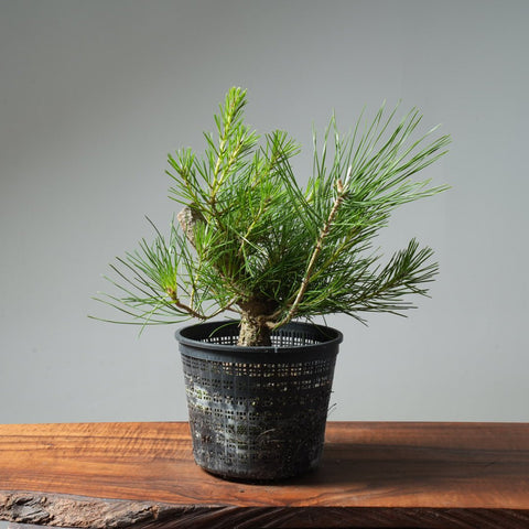 Japanese Black Pine 579 - Bonsaify