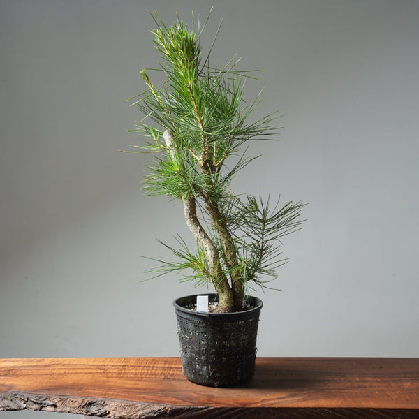 Japanese Black Pine 580 - Bonsaify