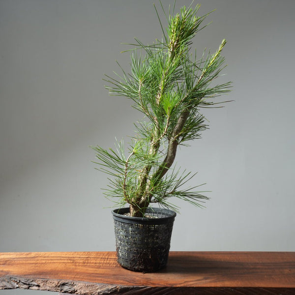 Japanese Black Pine 580 - Bonsaify