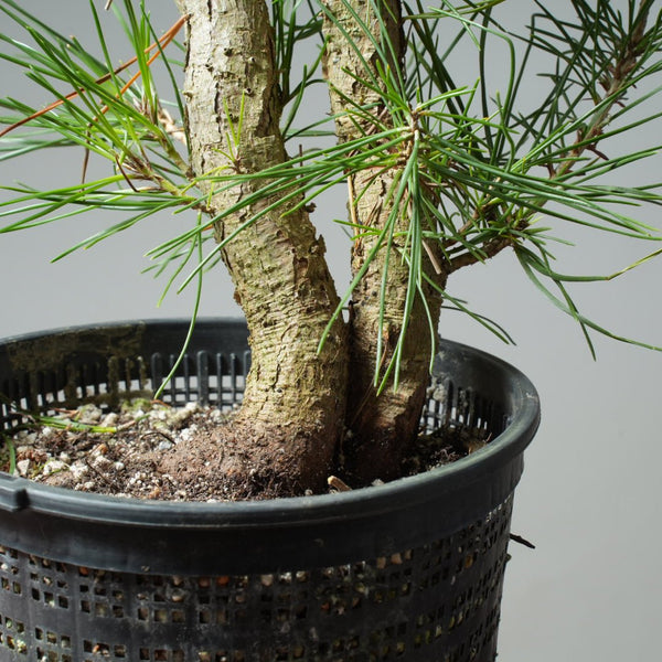 Japanese Black Pine 580 - Bonsaify