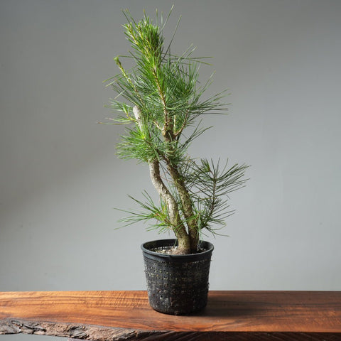 Japanese Black Pine 580 - Bonsaify