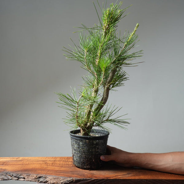 Japanese Black Pine 580 - Bonsaify