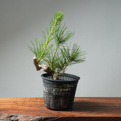 Japanese Black Pine 581 - Bonsaify