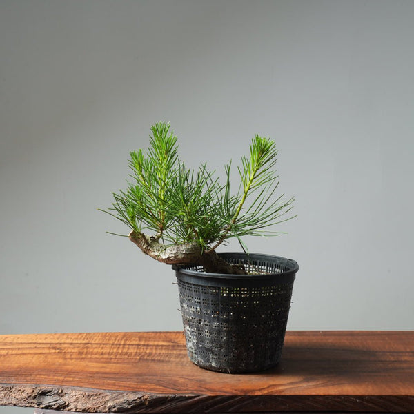 Japanese Black Pine 582 - Bonsaify