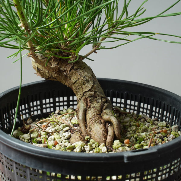 Japanese Black Pine 582 - Bonsaify