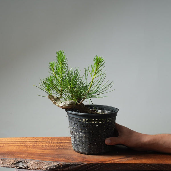 Japanese Black Pine 582 - Bonsaify