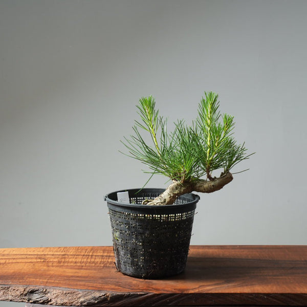 Japanese Black Pine 582 - Bonsaify