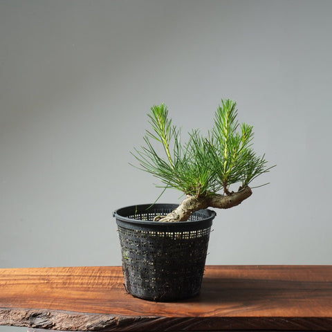 Japanese Black Pine 582 - Bonsaify