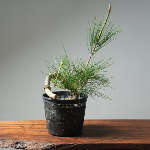 Japanese Black Pine 583 - Bonsaify