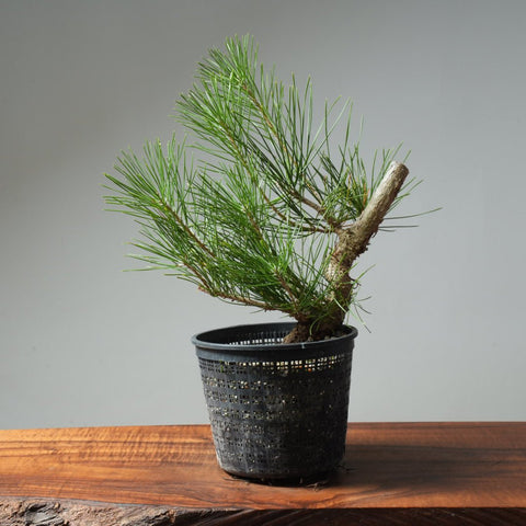 Japanese Black Pine 585 - Bonsaify