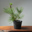 Japanese Black Pine 586 - Bonsaify