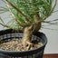 Japanese Black Pine 586 - Bonsaify