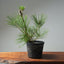 Japanese Black Pine 586 - Bonsaify
