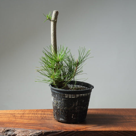 Japanese Black Pine 587 - Bonsaify